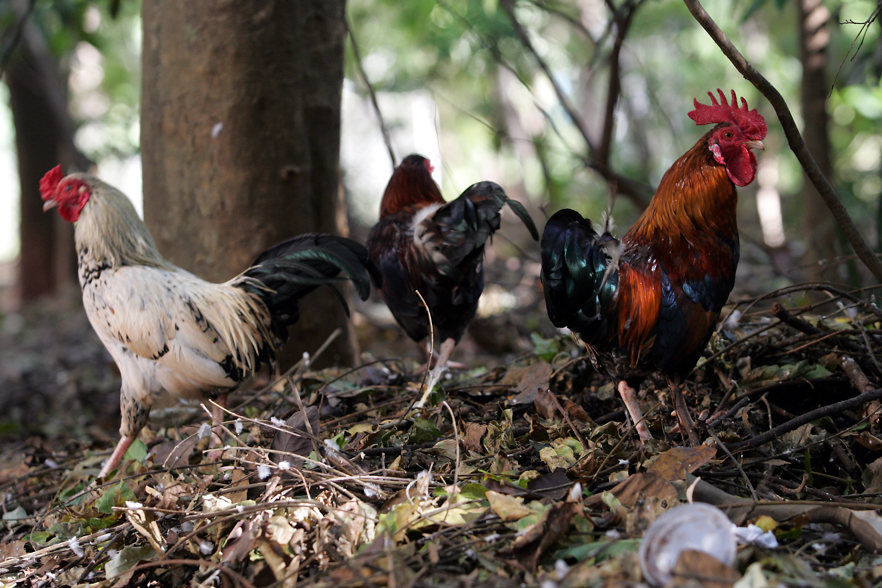 A ideia do empreendimento surgiu quando o inventor mudou-se para o Brasil, há quatro anos, e sentiu falta da proximidade com o campo. | Gilberto Abelha/Gilberto Abelha