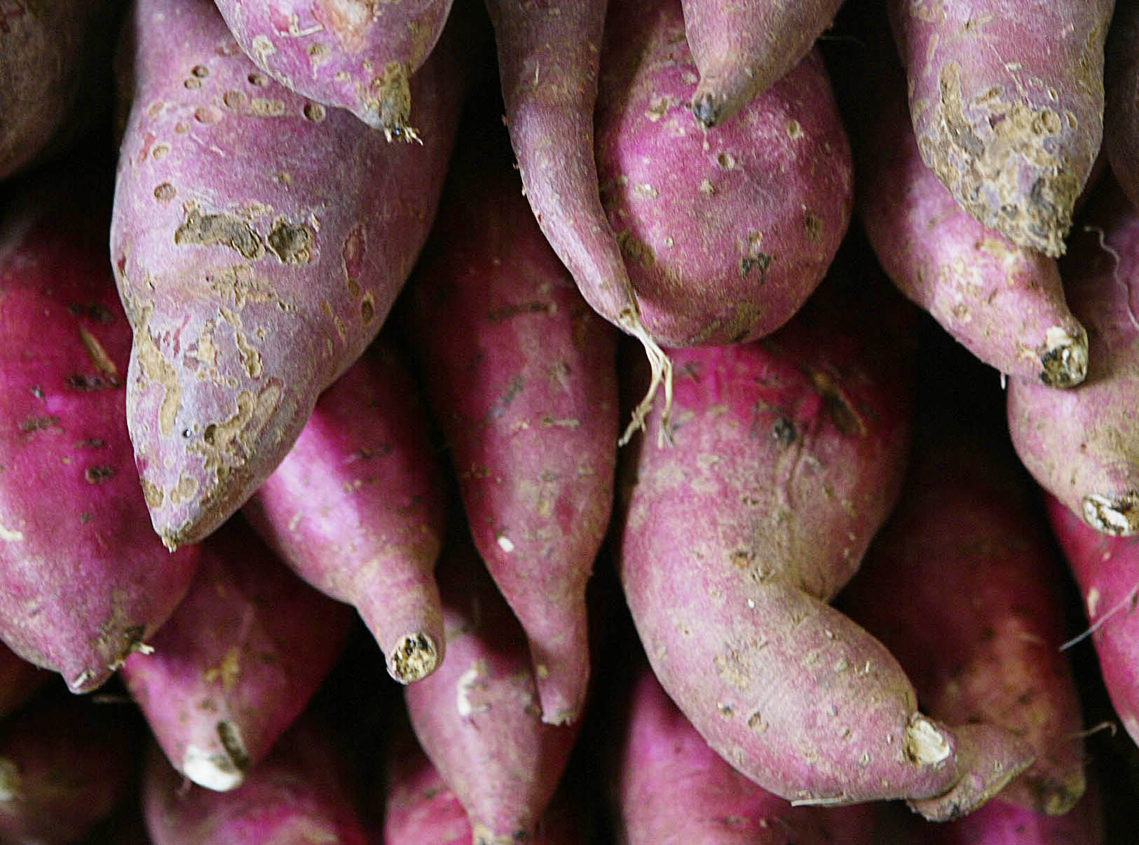 Como a batata doce se espalhou pelo mundo ainda é mistério | Aniele Nascimento/Gazeta do Povo