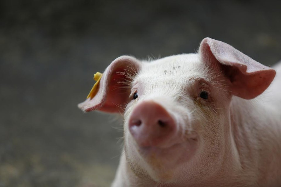 Empresa tem uma fábrica de rações, fornece o produto e dá assistência técnica e veterinária aos suinocultores integrados | JONATHAN CAMPOS/GAZETA DO POVO