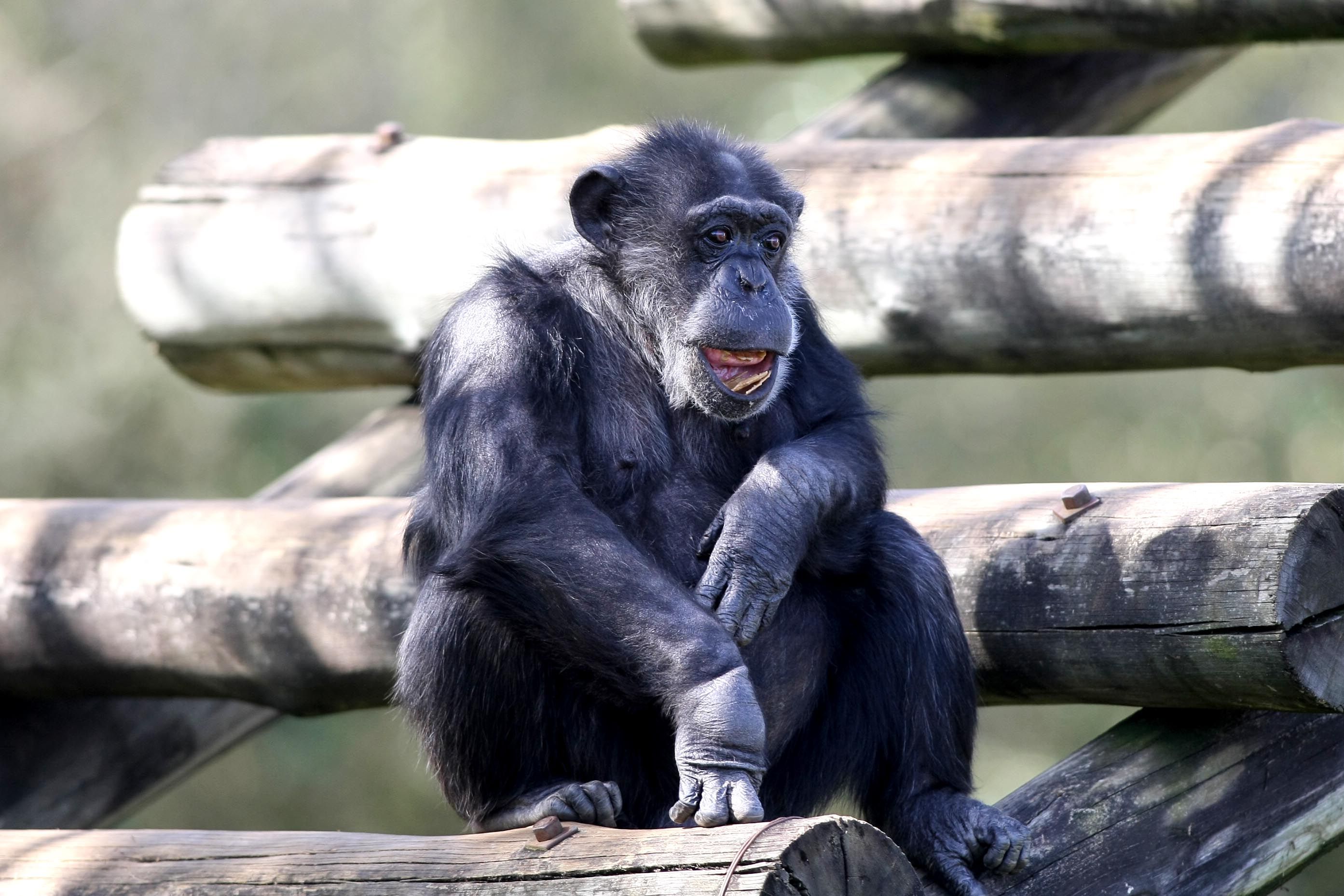 Fêmea de chimpanzé com filhote: "assassina por natureza" ou por graça das circunstâncias? | Reuters/Arquivo