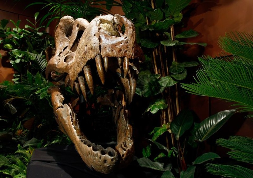 O estudo mostra que o mais famoso dos dinossauros tinha dificuldade nas curvas | Reprodução/G1