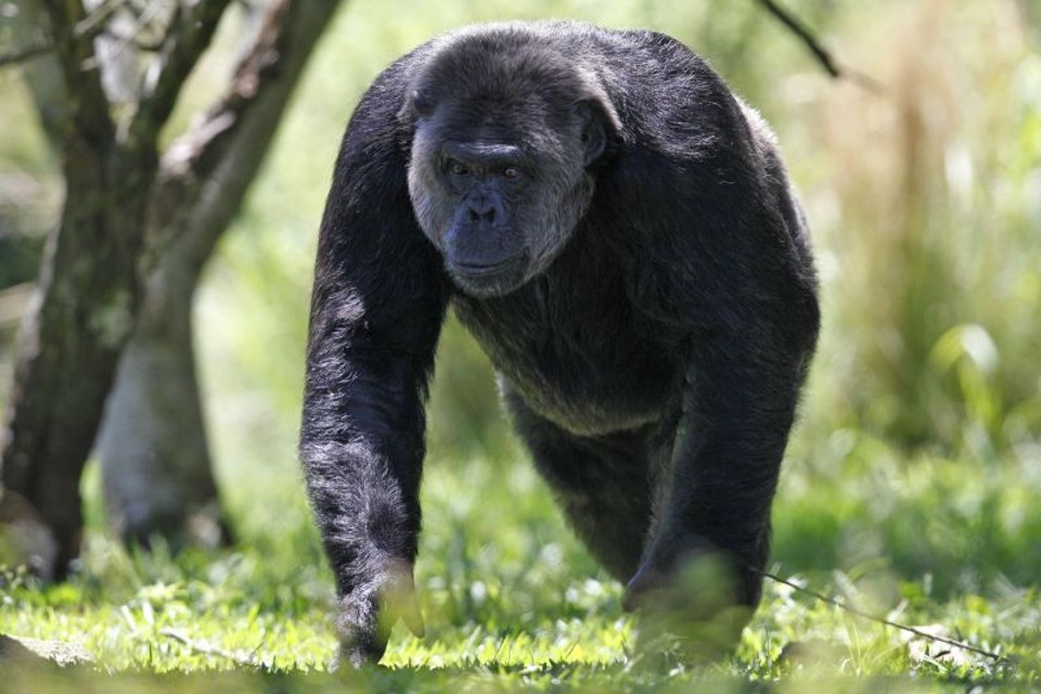 Lista de falecimentos Faichecleres: banda agora conta com um novo baixista, Ricardo Junior (primeiro à direita). | Divulgação