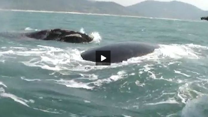 | Reprodução TV Paranaense