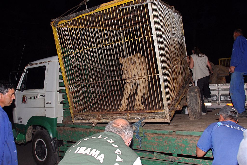 Leoa apreendida: vida em cativeiro inibiu desenvolvimento dos animais | Daniel Derevecki