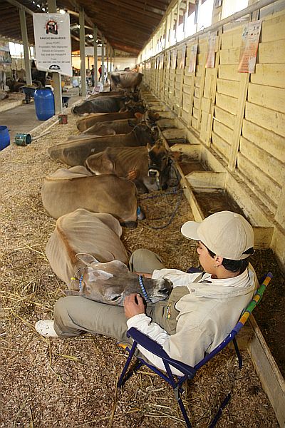 Torneio Leiteiro da Castrolanda registra marcas de produção próximas de 100 litros/dia por vaca. | Henry Milleo/Gazeta do Povo