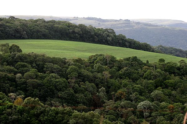Recuperação de reservas das propriedades agrícolas poderá ser feita fora da área desmatada originalmente. | Henry Milleo/Gazeta do Povo