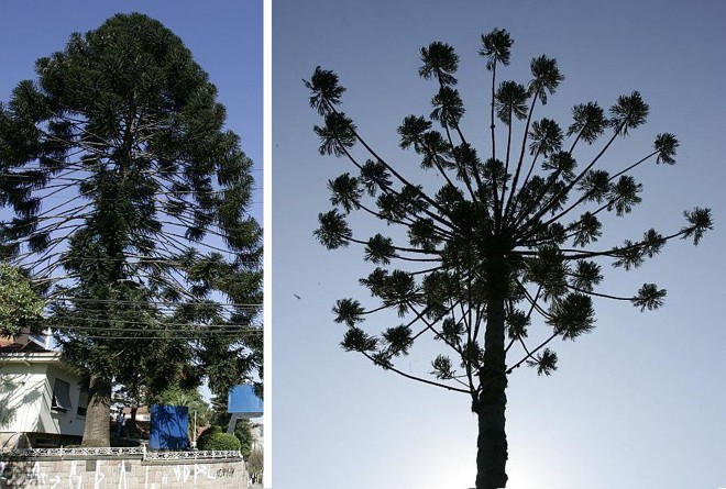 Araucária-australiana da Rua da Paz e pinheiro-do-paraná da Manoel Ribas estão na lista das árvores protegidas na capital | Fotos: Aniele Nascimento/Gazeta do Povo