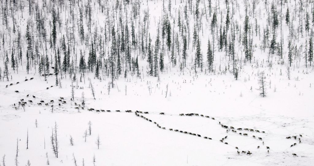 Tendência é de que verão no Ártico tenha cada vez menos gelo: mar de Chukchi tem uma das maiores populações de ursos polares | Vasily Fedosenko / Reuters