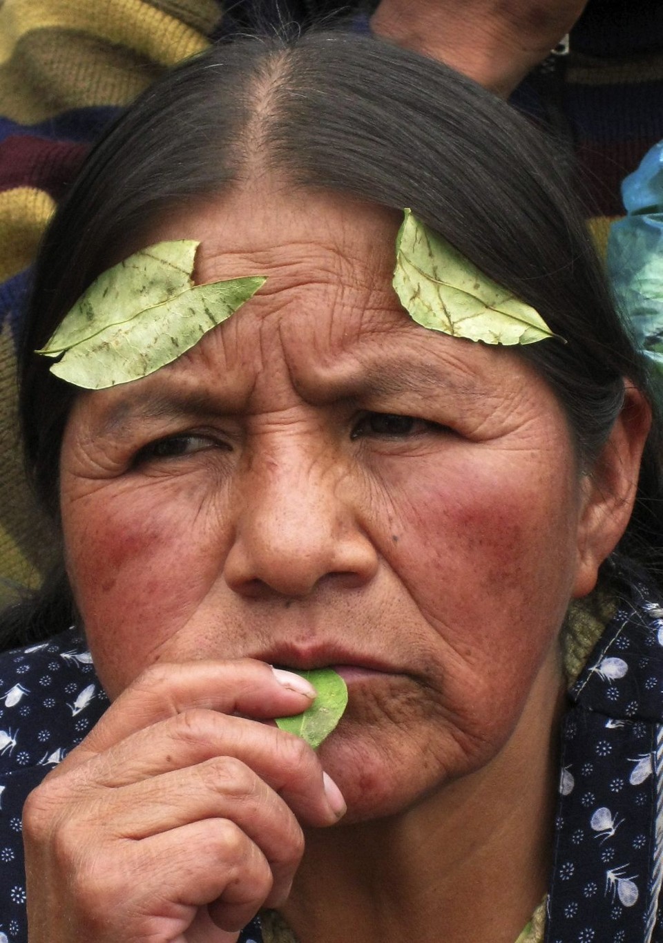 Indígena segura folhas de coca em suas mãos: tribos utilizam erva para chás ou moscada, e para o combate a fome ou males da altitude | David Mercado / Reuters