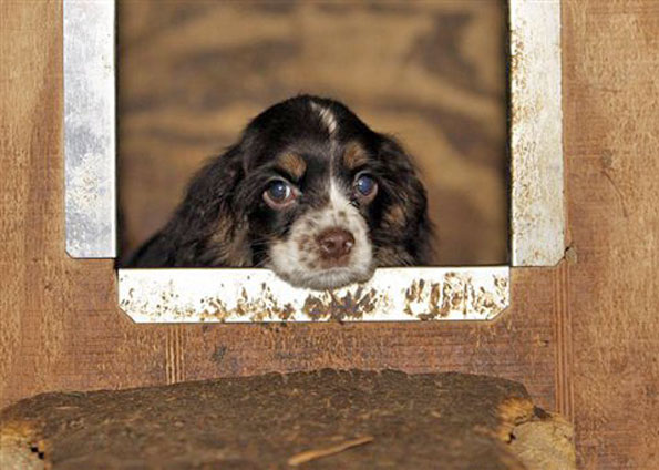 Filhote em canil de Parkersburg, no estado americano de Virgínia Ocidental | Divulgação/Best Friends Animal Society