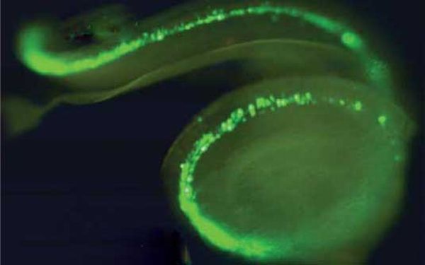 Células em verde receberam o gene que as transformou em células capilares internas | Reprodução G1