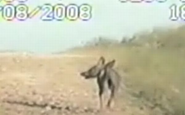 De acordo com policiais de cidadezinha do Texas, esse bicho aí é o "chupacabras" | Divulgação