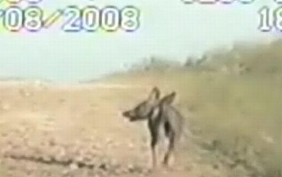 De acordo com policiais de cidadezinha do Texas, esse bicho aí é o "chupacabras" | Divulgação