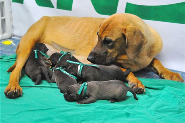 Uma mãe de aluguel foi escolhida para cuidar dos novos cães, expostos pelos cientistas na Universidade Nacional de Seul | AFP