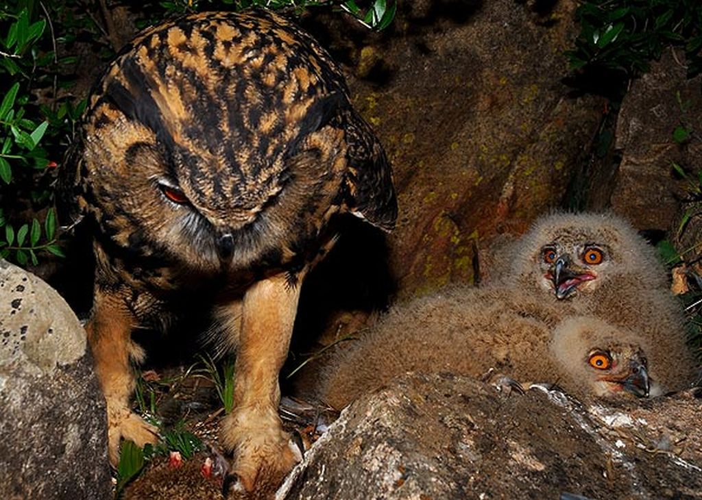 Coruja com filhotes e sem paciência para invasores | Vincenzo Penteriani / Reprodução / G1