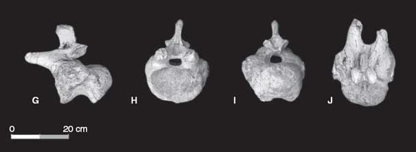 Os restos do gigante: ossos das patas de trás da nova espécie | Reprodução