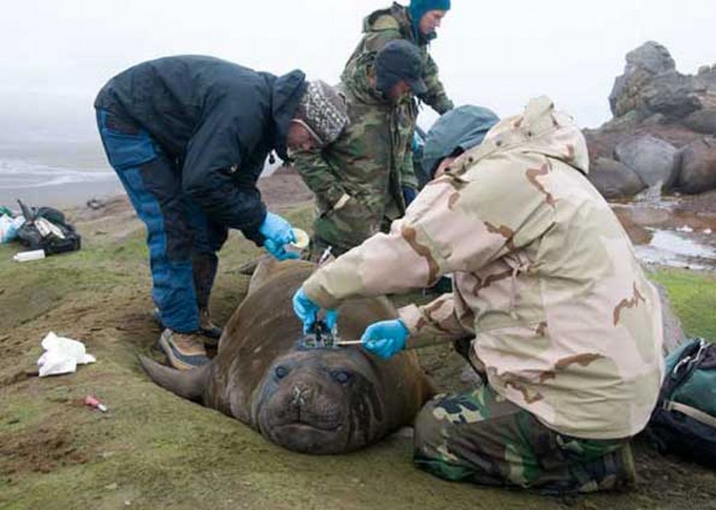 Fêmea da espécie recebe seu transmissor: monitoramento de características físicas e químicas | Divulgação