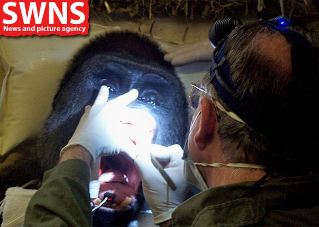 O gorila Pertinax ficou sedado durante todo o procedimento, que durou cerca de três horas | Reprodução/SWNS