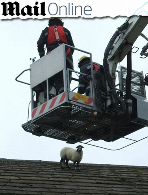 Bombeiros tentam resgatar ovelha "radical" que subiu no telhado | Reprodução/MailOnline