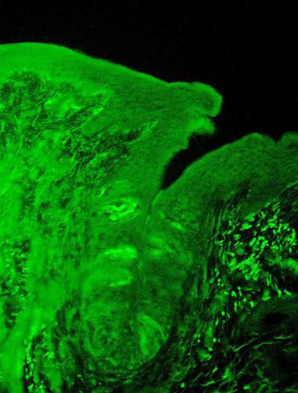 A língua dos camundongos marcada pelos cientistas para identificar o receptor | Divulgação