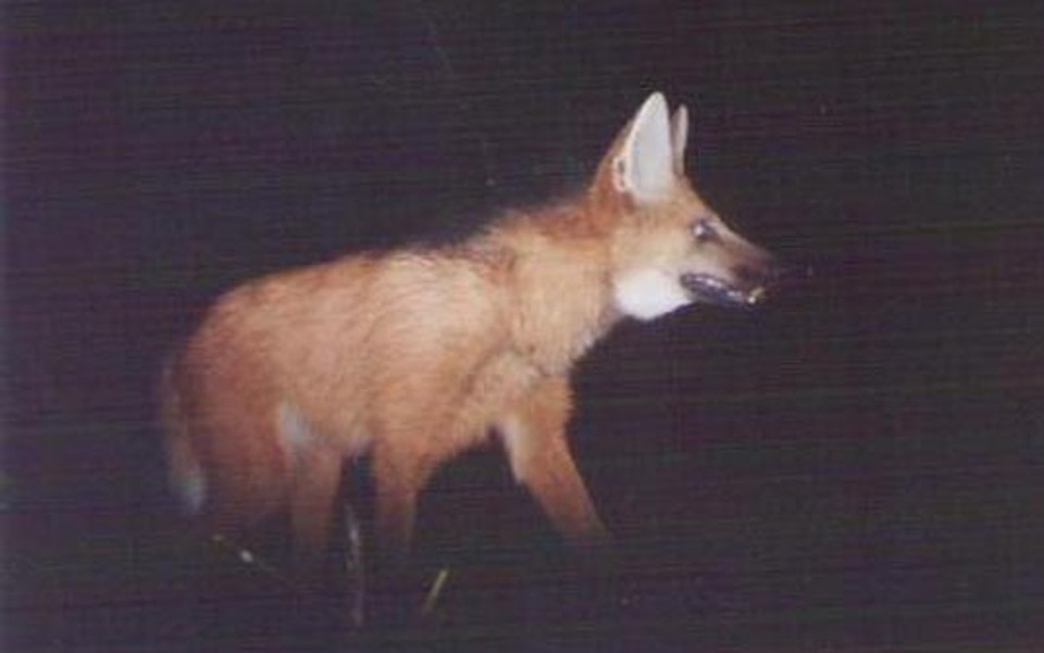 Lobo-guará também está entre os bichos observados pelos biólogos na pesquisa | Divulgação