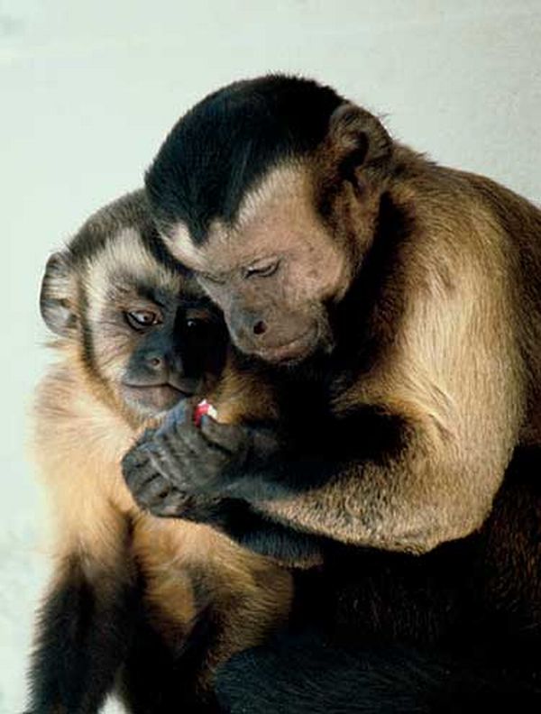 Macaco-prego tende a beneficiar companheiros: ao invés de comer guloseima sozinho, prefere compartilhar | Reprodução / G1