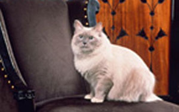 Matilda foi homenageada por ser a nona gata residente no hotel Algonquin | Divulgação