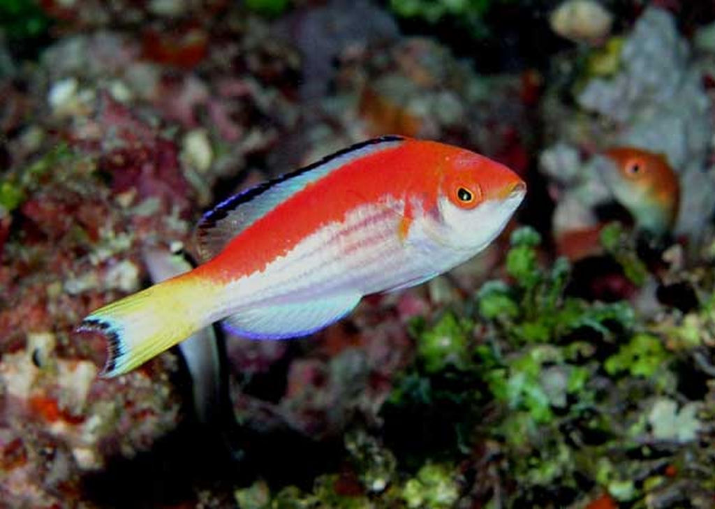 Peixes como este exemplificam à exuberância em áreas geologicamente ativas, como os mares do Sudeste Asiático | Willem Renema/Divulgação