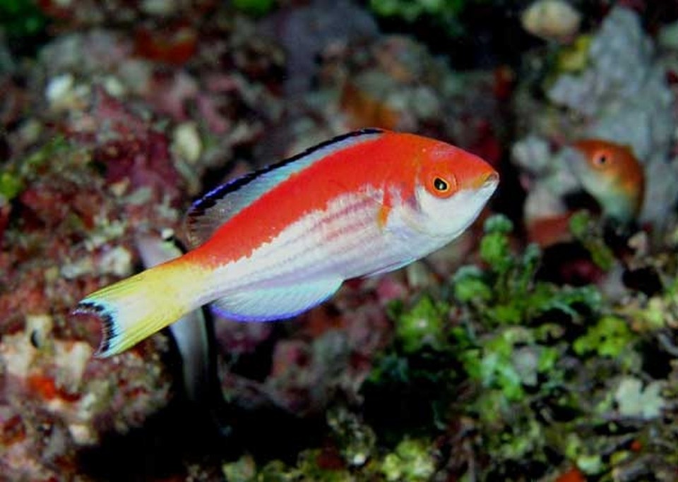 Peixes como este exemplificam à exuberância em áreas geologicamente ativas, como os mares do Sudeste Asiático | Willem Renema/Divulgação