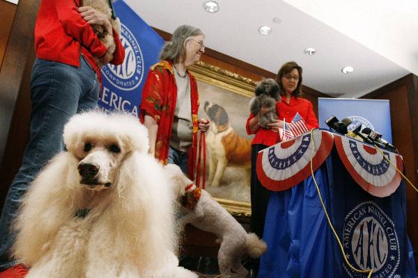 Cerca de 42 mil americanos escolheram a raça em uma enquete. "Decidido o vice, ele deve decidir seu cachorro", diz associação | Reuters