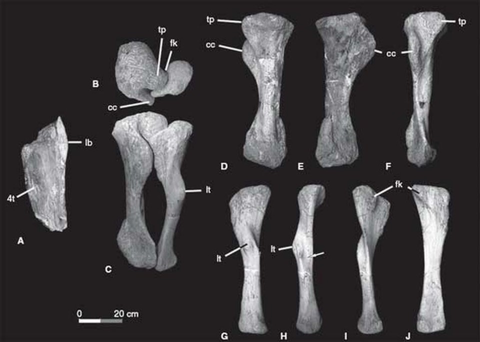 Os restos do gigante: ossos das patas de trás da nova espécie | Reprodução G1