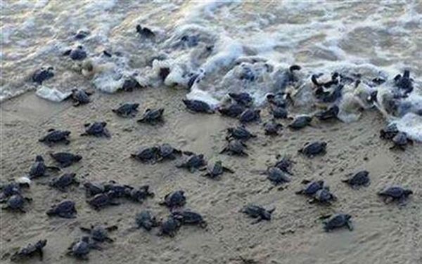 Filhotes de tartaruga "rastejam" em direção ao mar | Sanjib Mukherjee/Reuters