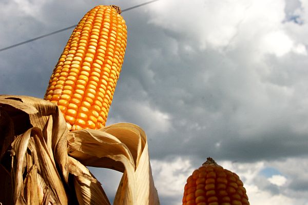 Variedades de milho transgênico produzidos pela Syngenta e pela Monsanto são aprovadas pela CTNBio | Henry Milleo/Gazeta do Povo
