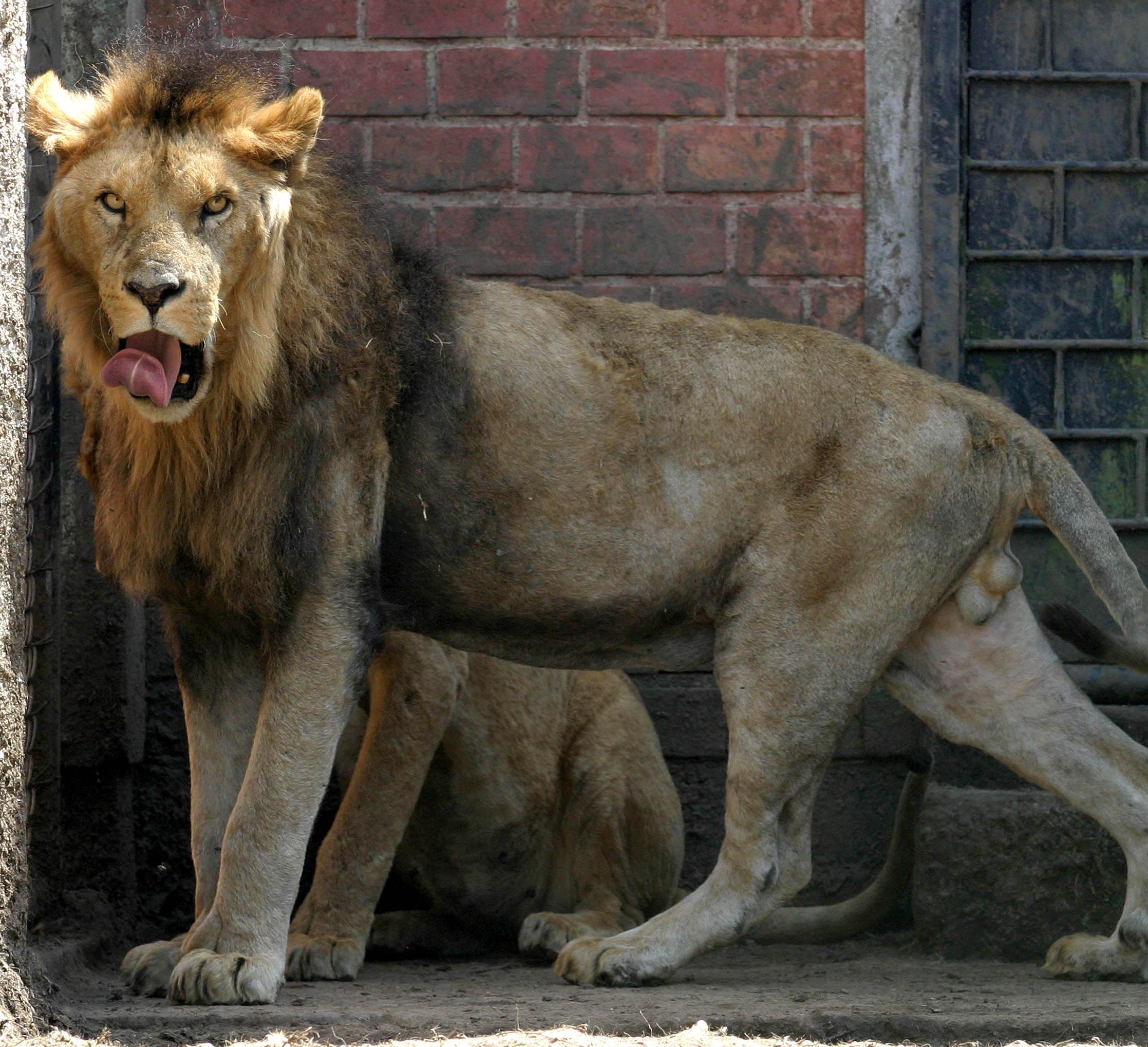 Em um mês, os leões dobraram de peso e ganharam nova pelagem com coloração típica da espécie | Assessoria de imprensa da prefeitura