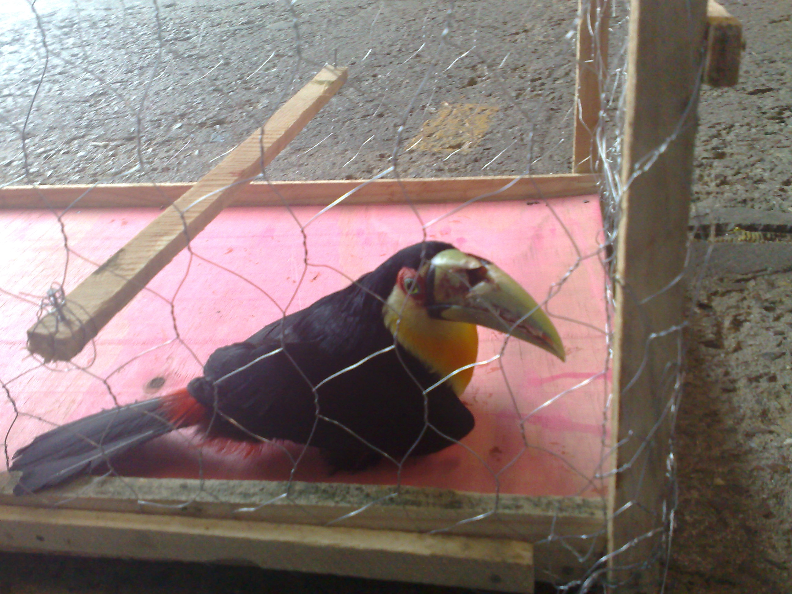 Pássaro silvestre com ferimento no bico encontrado neste sábado (6) em Campo Magro | João Varella / Gazeta do Povo