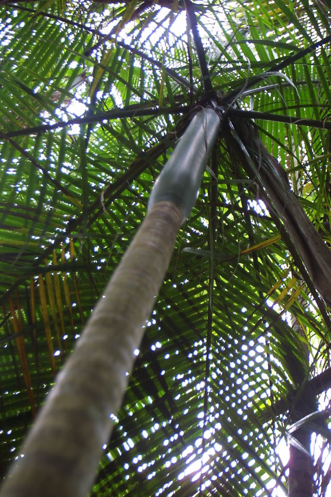 O palmito é uma das espécies que não apareceram no levantamento anterior e que entraram na nova lista das ameaçadas | Priscila Forone-arquivo/Gazeta do Povo