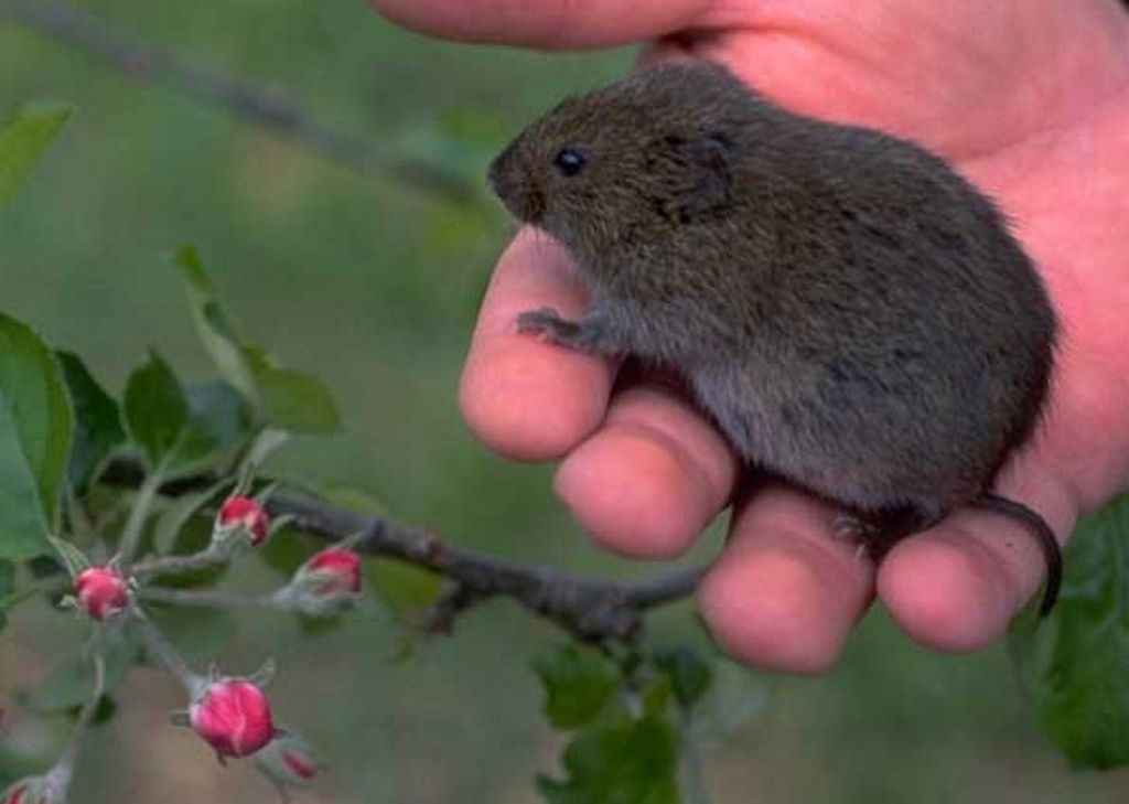 Um arganaz-da-campina (Microtus pennsylvanicus), espécie que, como certos homens, não quer saber de monogamia | Reprodução/G1