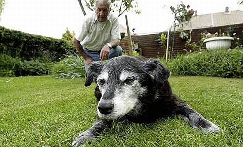 Bella com seu dono | Reproduçã/Daily Mail