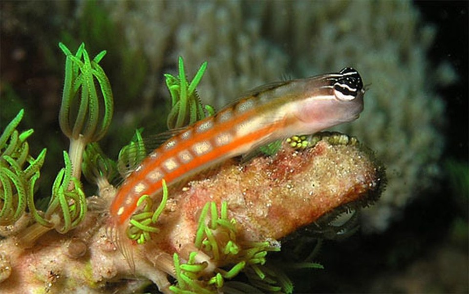 Blenny australiano tem como hábito se alimentar de órgãos sexuais alheios | Creative Commons