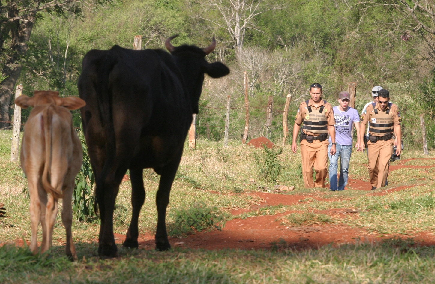 Policiais tentam recapturar fugitivo em um sítio de Campo Mourão | Dirceu Portugal/Gazeta do Povo