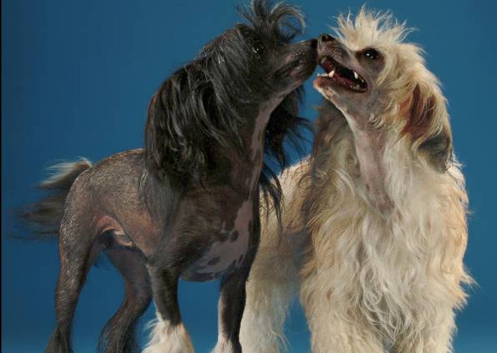 Variedade chinesa de cão pelado, com parente peludo | Tosso Leeb/Divulgação