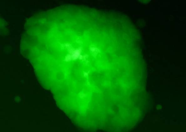 Células marcadas com corante verde se tornaram capazes de diferenciação em virtualmente qualquer tecido | Mathias Stadtfeld e Konrad Hochedlinger/Divulgação
