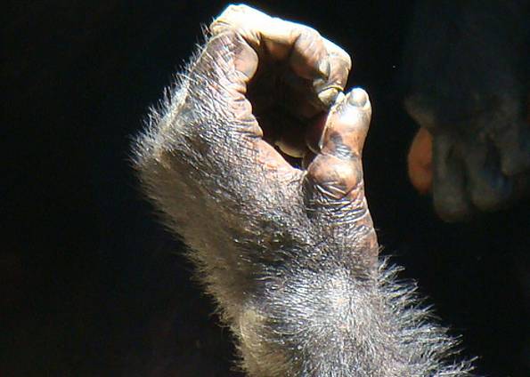 Mão de chimpanzé: DNA regulador teria transformado o membro no nosso tipo de mão | Reprodução