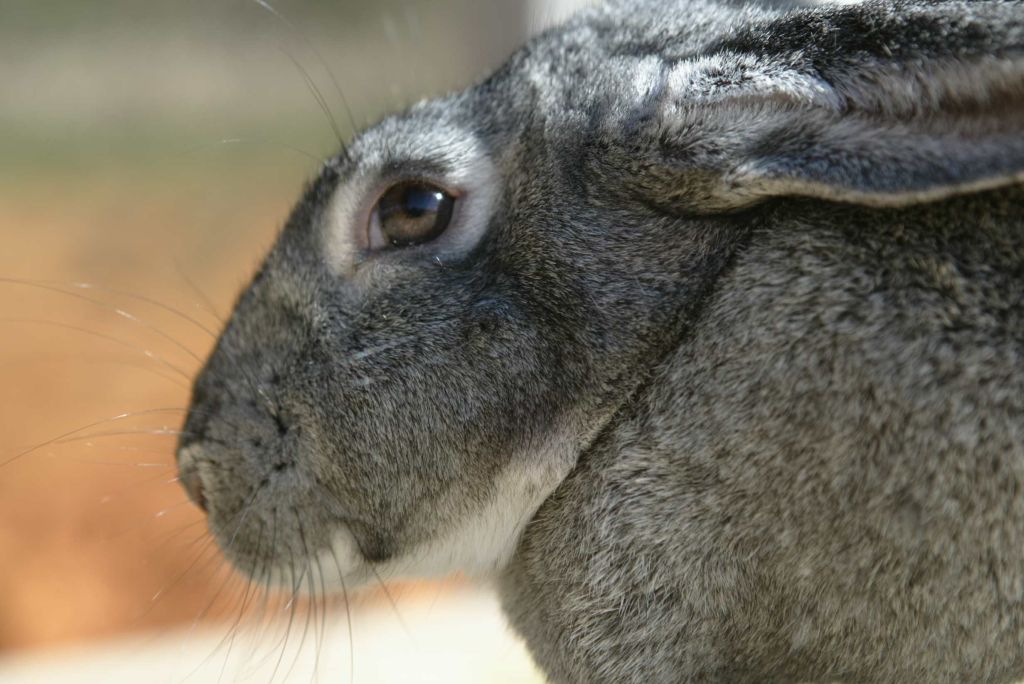 Coelho não tinha orelhas caídas, como afirmava o anúncio | Antonio Costa / Gazeta do Povo