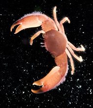 Entre os achados feitos pelos cientistas, estão 300 novas espécies de corais, e centenas de arraias e tubarões | Divulgação