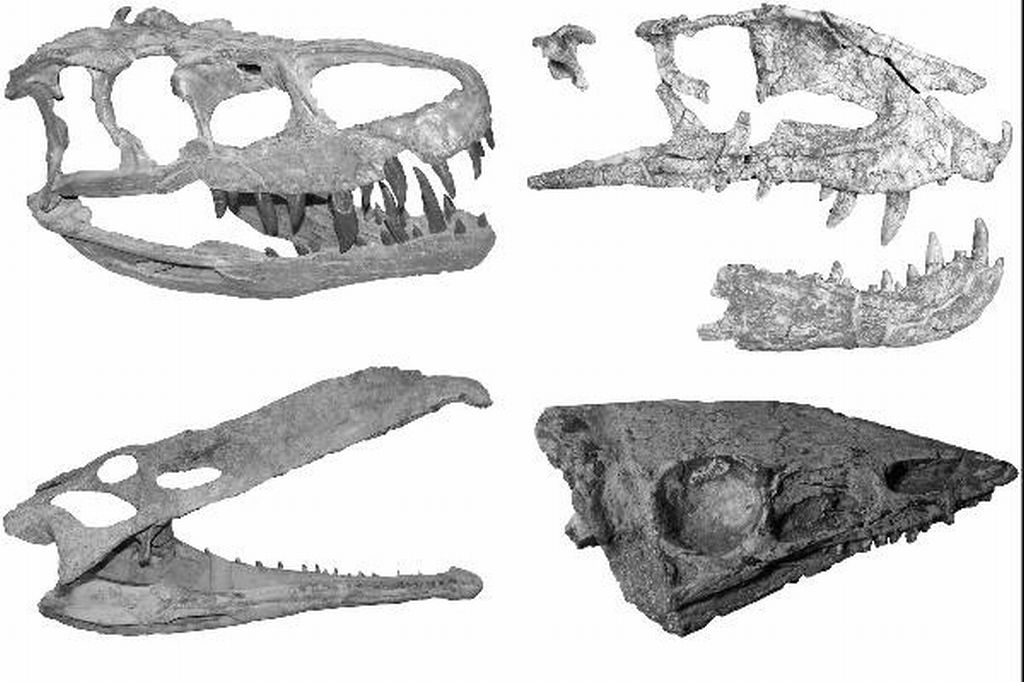 Dinossauros? Nada disso - todos os bichos acima são crurotársios, animais aparentados aos atuais crocodilos | Stephen Brusatte/Universidade Columbia