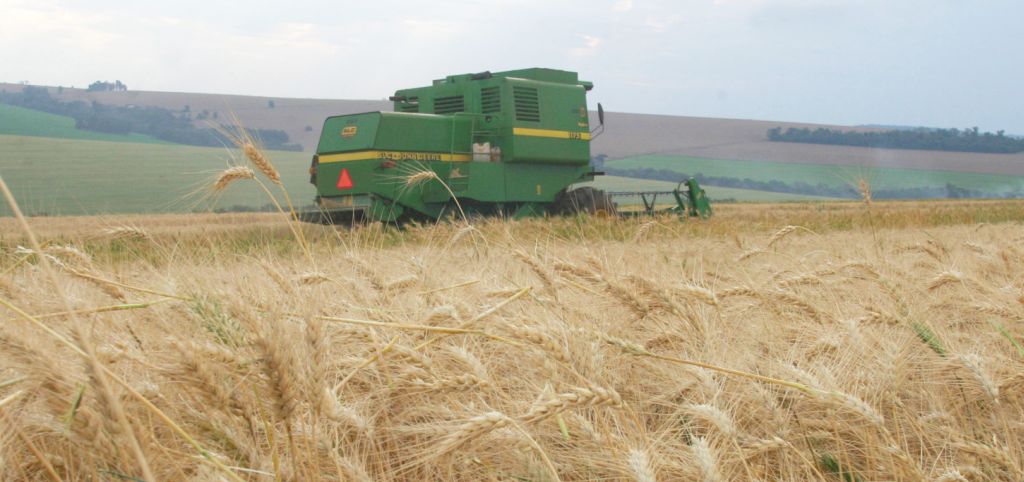 Colheita na região de Campo Mourão, Centro-Oeste do Paraná. Perto de 30% do trigo plantado no estado já deixou o campo. | Dirceu Portugal/Gazeta do Povo