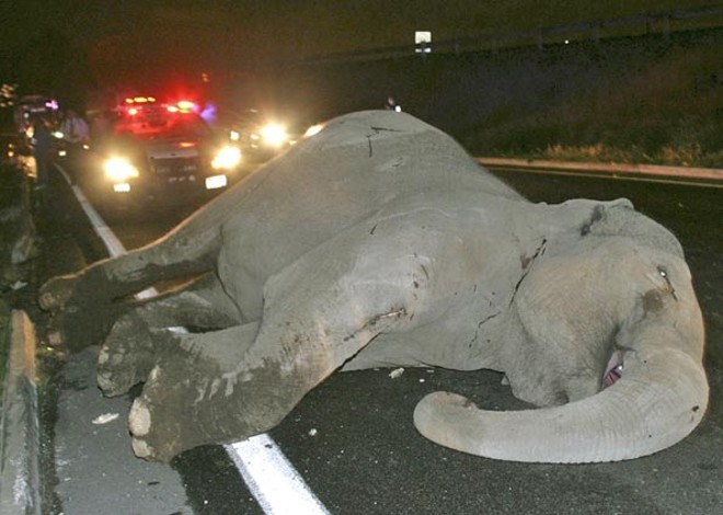 Corpo do elefante atropelado em estrada no centro do México na madrugada desta terça-feira (23) | Reuters