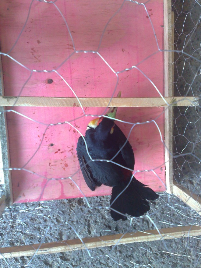 Animal silvestre encontrado com ferimentos em Campo Magro |