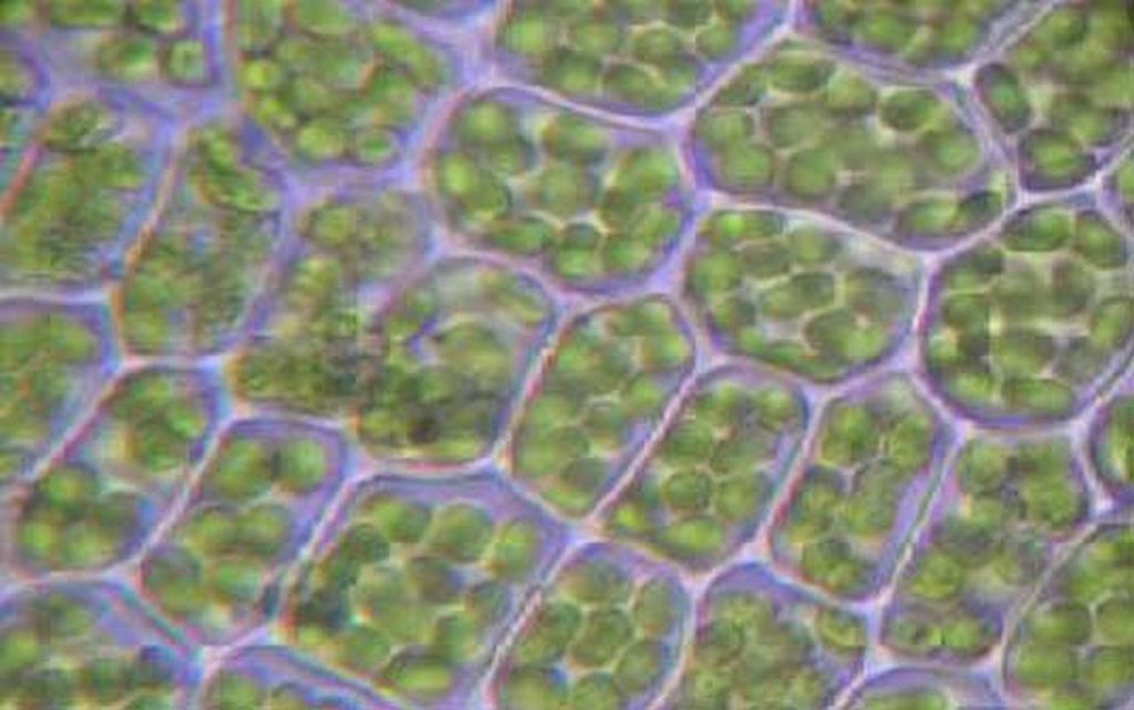 Genes do cloroplasto, uma antiga estrutura bacteriana, parecem saltar com certa facilidade para o núcleo das plantas | Reprodução